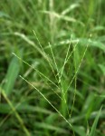 Digitaria velutina