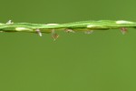 Digitaria velutina