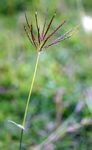 Bothriochloa insculpta