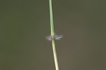 Bothriochloa insculpta