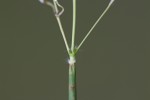 Bothriochloa insculpta