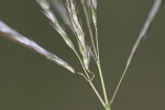 Bothriochloa insculpta