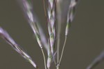 Bothriochloa insculpta