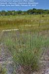 Schizachyrium sanguineum