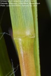 Schizachyrium sanguineum