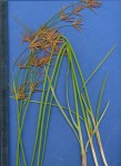 Cyperus articulatus