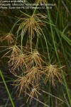 Cyperus articulatus