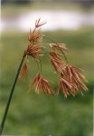 Cyperus articulatus