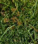 Cyperus esculentus