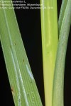 Cyperus esculentus