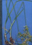 Cyperus rotundus