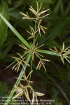 Cyperus rotundus