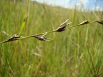 Scleria dregeana