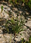 Eriocaulon abyssinicum