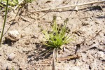 Eriocaulon abyssinicum