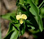 Commelina africana