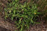 Commelina africana