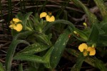 Commelina africana