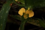 Commelina africana