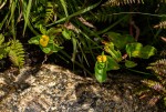 Commelina africana