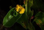 Commelina africana