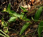 Commelina africana