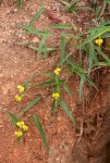 Commelina africana