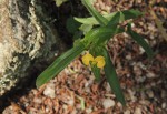 Commelina africana