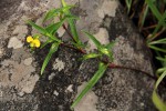 Commelina africana