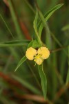 Commelina africana