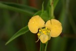 Commelina africana