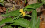 Commelina africana