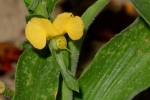 Commelina africana