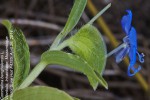 Commelina benghalensis