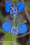 Commelina benghalensis