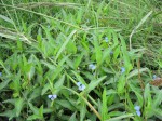 Commelina diffusa subsp. diffusa