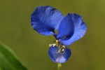 Commelina diffusa subsp. diffusa