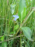 Commelina diffusa subsp. diffusa