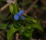 Commelina diffusa subsp. diffusa