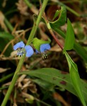 Commelina diffusa subsp. diffusa