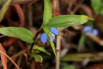 Commelina diffusa subsp. diffusa