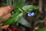 Commelina diffusa subsp. diffusa