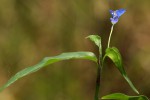 Commelina diffusa subsp. diffusa