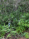 Commelina eckloniana