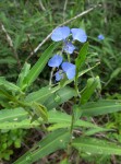 Commelina eckloniana