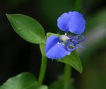 Commelina forskaolii