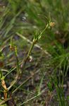 Commelina subulata