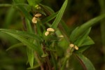 Commelina subulata