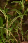 Commelina subulata