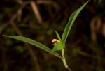 Commelina subulata